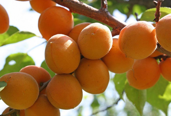 5 лучших сортов абрикосов, обладающих великолепным вкусом и неприхотливостью в уходе